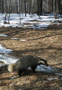 A badger – one of 17 animals listed in Ukraine’s endangered species list – as seen in June 2017 in the Chornobyl Exclusion Zone. (CREDIT: dazv.gov.ua)