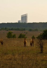 Wild Przewalski’s horses saunter in the Chornobyl Exclusion Zone in April. Believed to be the last wild horse breed in the world, they were brought to the area in 1998 to replenish the breed, and their number swelled to 60 by 2013. (CREDIT: Denis Vishnevskiy/Chornobyl Radioecological Biosphere Reserve)