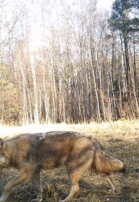 A Eurasian wolf captured by a camera in 2014 in the Chornobyl Exclusion Zone. (CREDIT: United Nations Environmental Program)