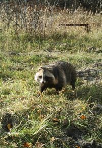 A raccoon captured by a camera in 2013 in the Chornobyl Exclusion.  (CREDIT: United Nations Environmental Program)