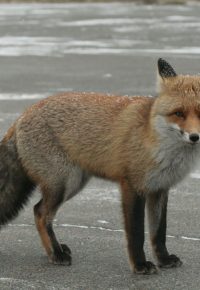 A red fox in the Chornobyl Exclusion Zone.  (CREDIT: United Nations Environmental Program)