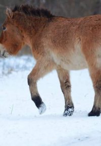 A lone Przewalski’s horse, believed to be the last wild breed of steed, in the Chornobyl Exclusion Zone in February 2018.  (CREDIT: Hennadiy Hera)